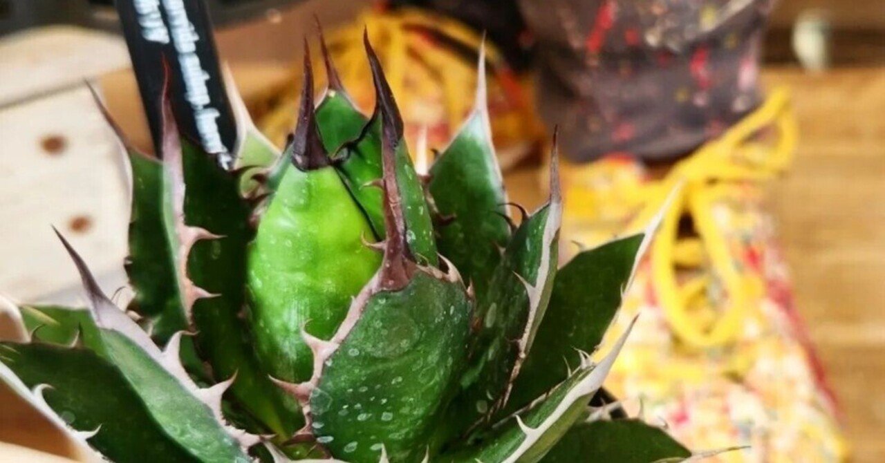 4月入荷 100粒+ アガベ ホリダ チョコレートソーン 種子 種 証明書あり