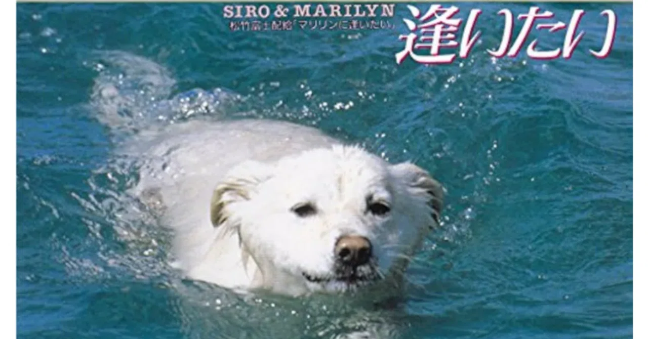 シロに逢いにコバルトの彼方へ｜macari