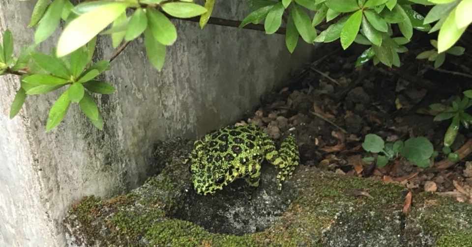 素敵な出会いに感謝 奄美訪問看護日記inネリヤ みえママ Note