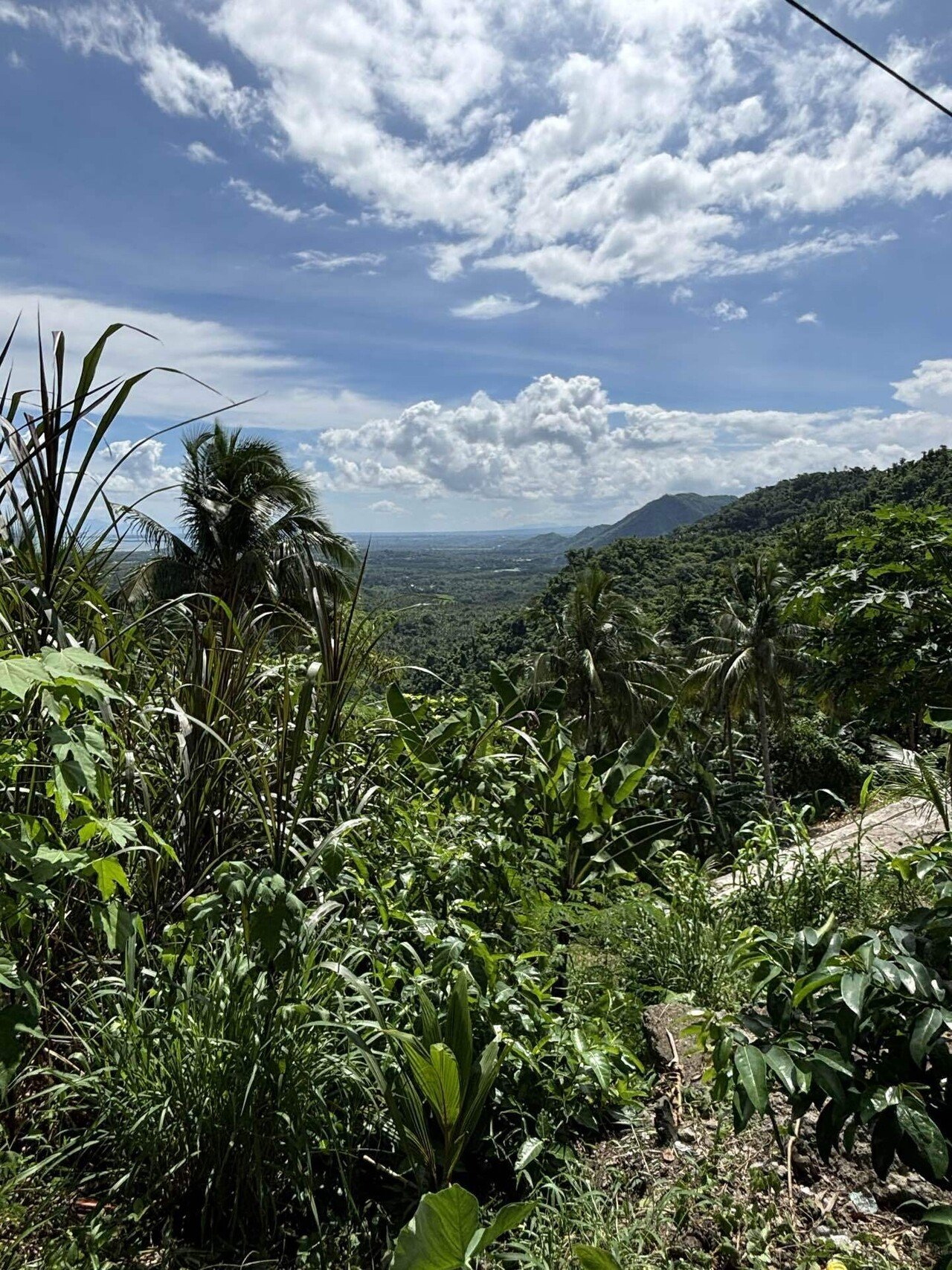 フィリピン ルソン島 古籠 大 フィリピン ルソン島 大型 古籠
