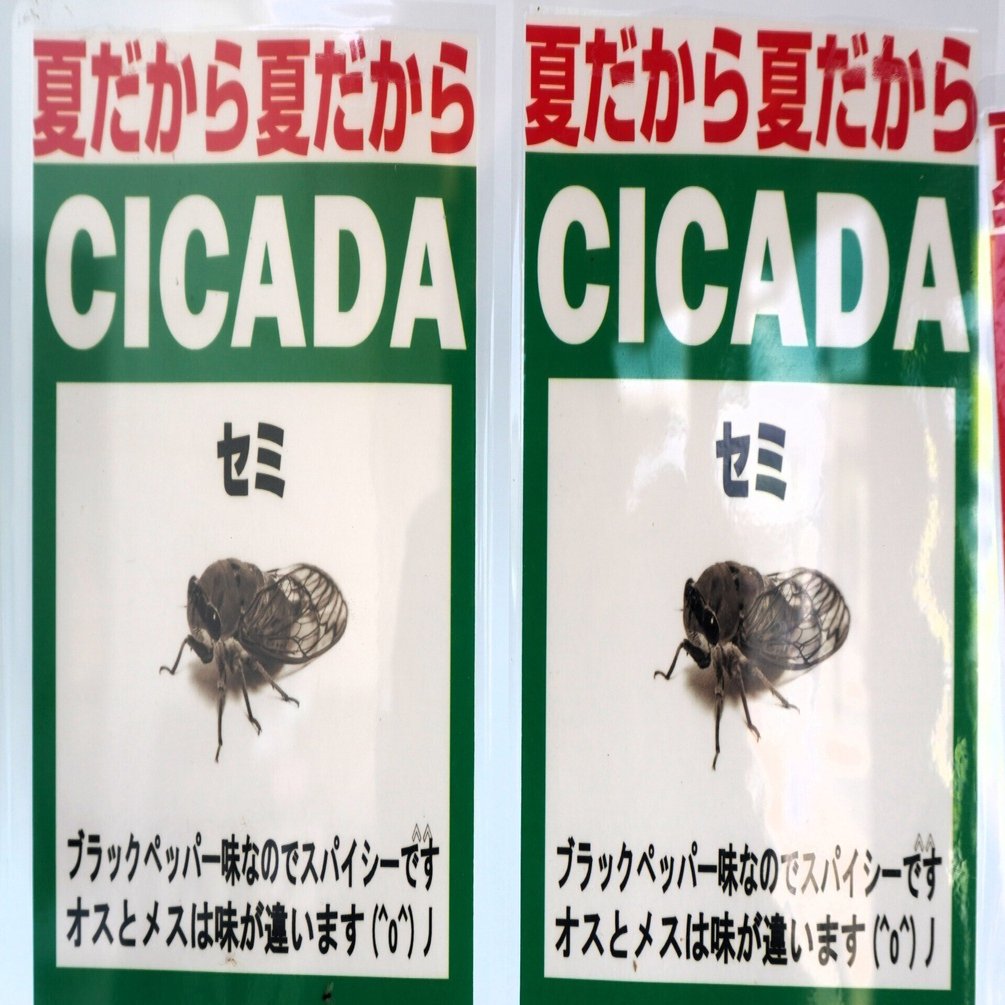 夏だから冒険したい。昆虫自動販売機｜出口やえの（長崎の取材ライター）