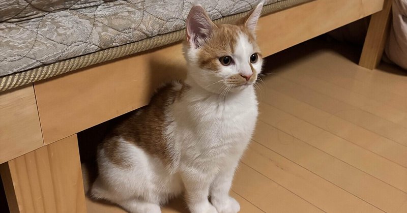 あなたのフォロワーとビューとスキ増やします！！！！！！マガジンについて