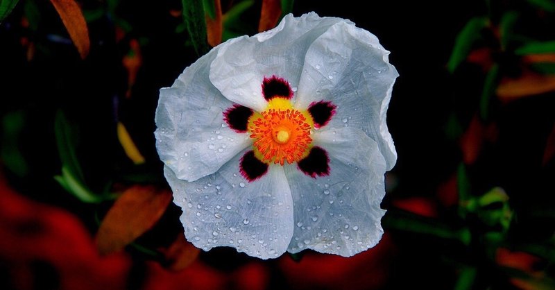 ゴジアオイの花言葉 村谷由香里 Note