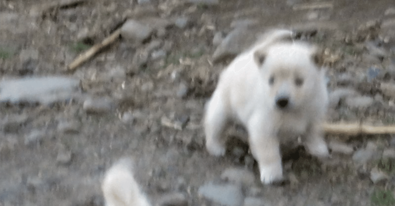 しろくまピース とべ動物園｜ soyo