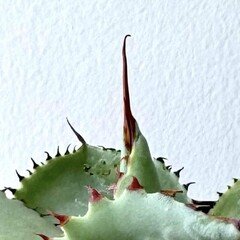 アントカインド / チャーリー・カウフマン｜S (Varelser)