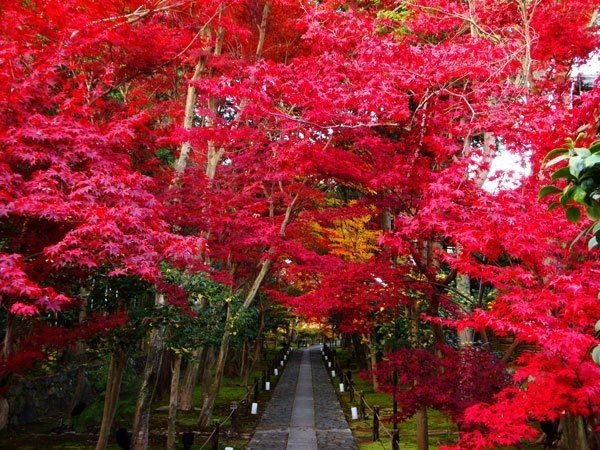 京都紅葉ガイド 鹿王院編 リアル絵tシャツ屋さん Note