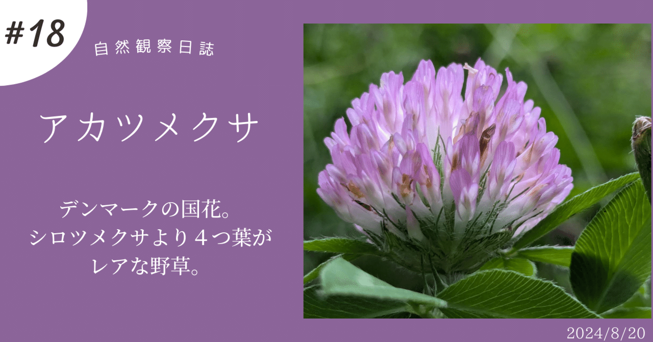 アカツメクサ デンマークの国花。シロツメクサより4つ葉がレアな野草