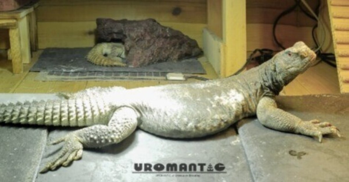 メタハラ ソラリウム 爬虫類 ライト ソラリウム 35Wセット 爬虫類