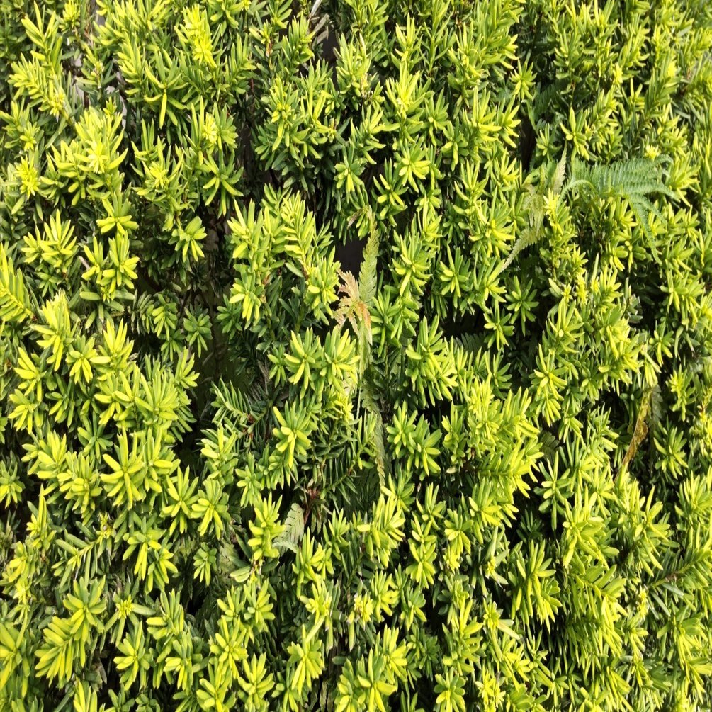 アー写ジャケットの変遷｜Hitomi Nishiyama 西山瞳