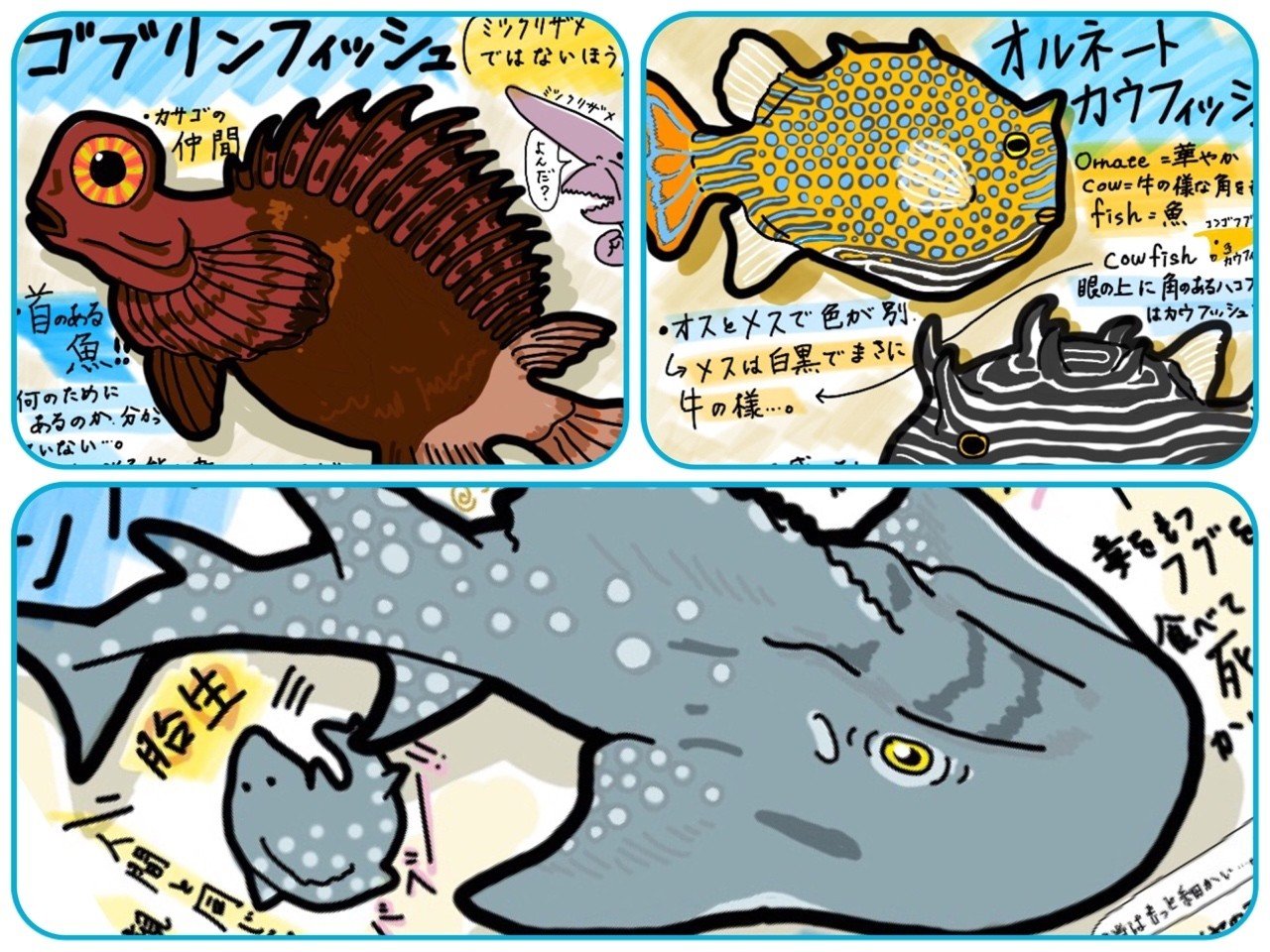 葛西臨海水族園で注目 な9の生き物 Sdob Note