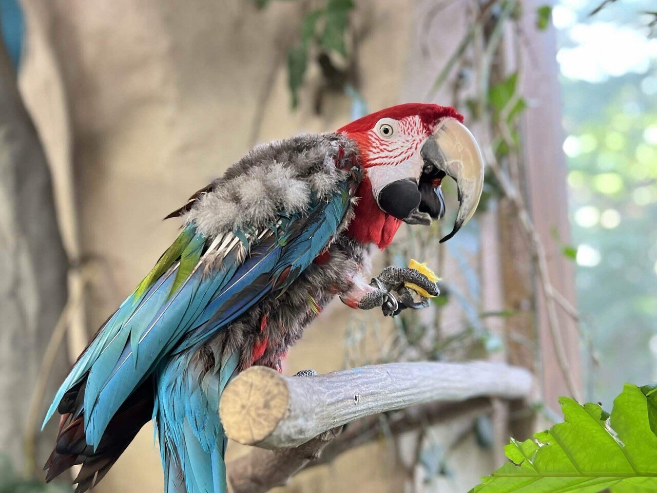 新入りインコをご紹介＆インコたちの1日｜那須どうぶつ王国公式note