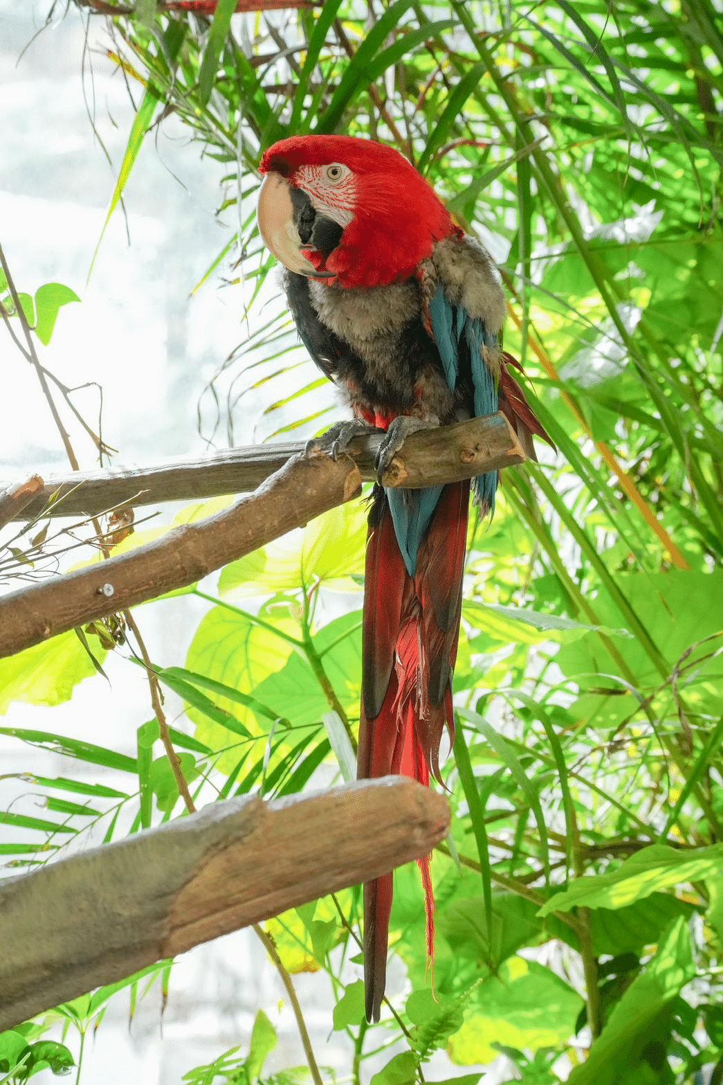 新入りインコをご紹介＆インコたちの1日｜那須どうぶつ王国公式note