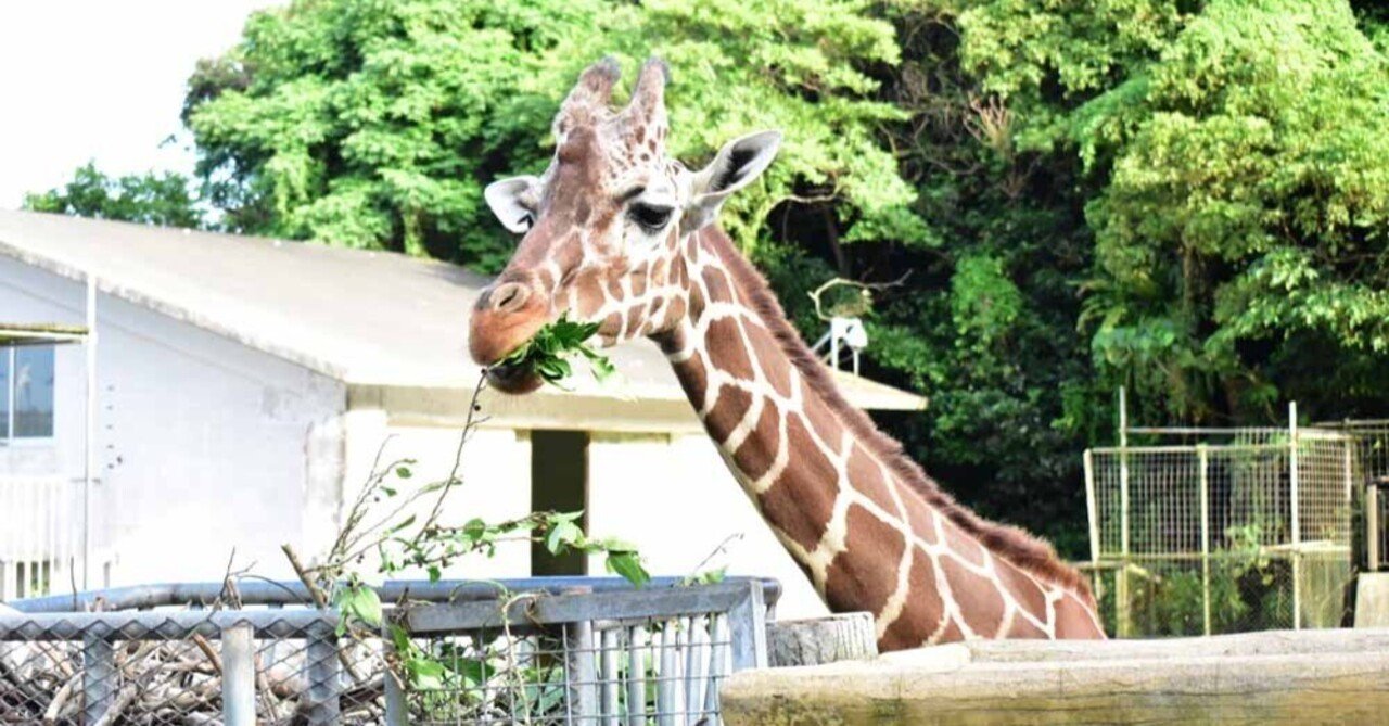 誰でも描ける！？動物イラスト～キリン編～｜沖縄こどもの国 Okinawa