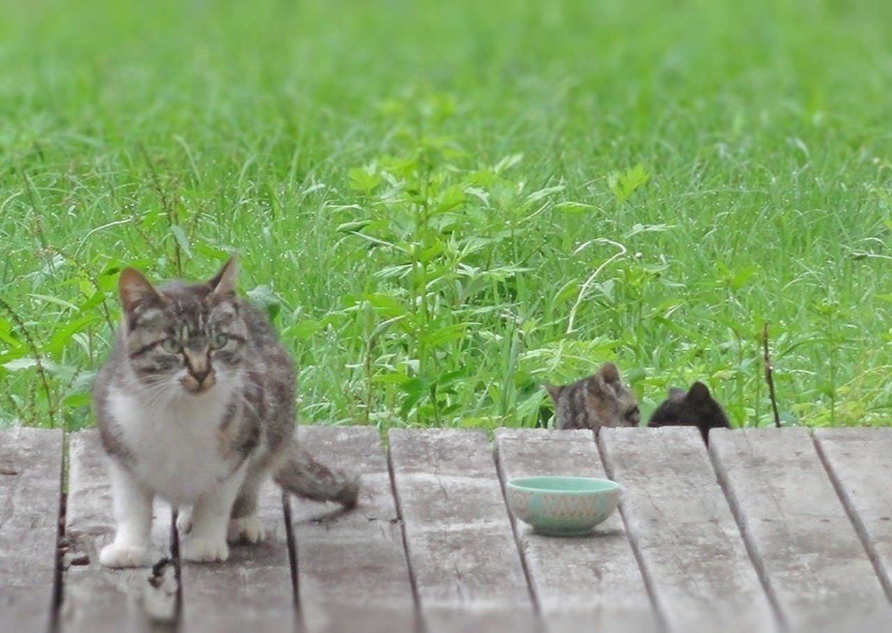 人の10倍以上の速さで成長する猫 年齢を人に当てはめた猫の一生早見表 というネットニュースメモ 絵かき浅野 猫 キイチ マンガお休み中 マンガは素人です Note
