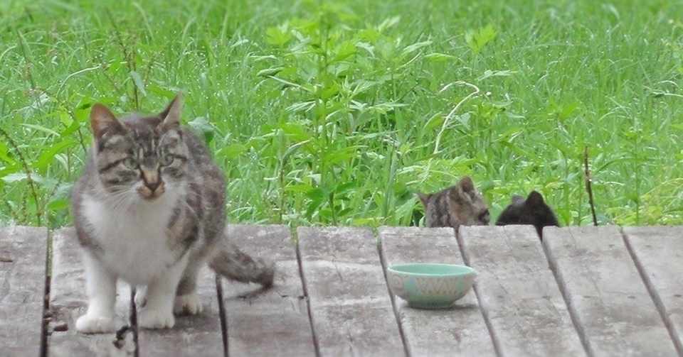 人の10倍以上の速さで成長する猫 年齢を人に当てはめた猫の一生早見表 というネットニュースメモ 絵かき浅野 猫 マンガ描いてます マンガは専門ではありません Note