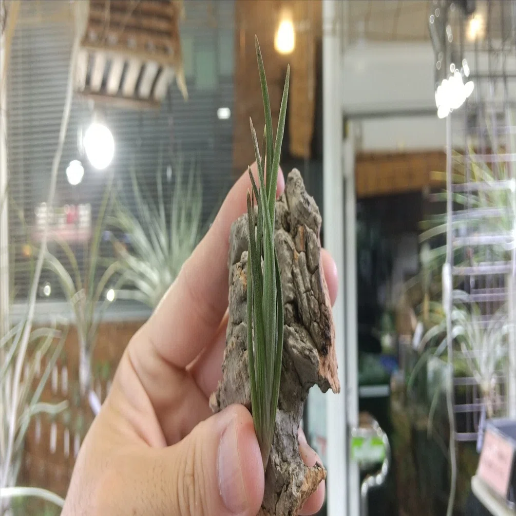 チランジア入荷リスト8/21｜NatureGarden🌿神田
