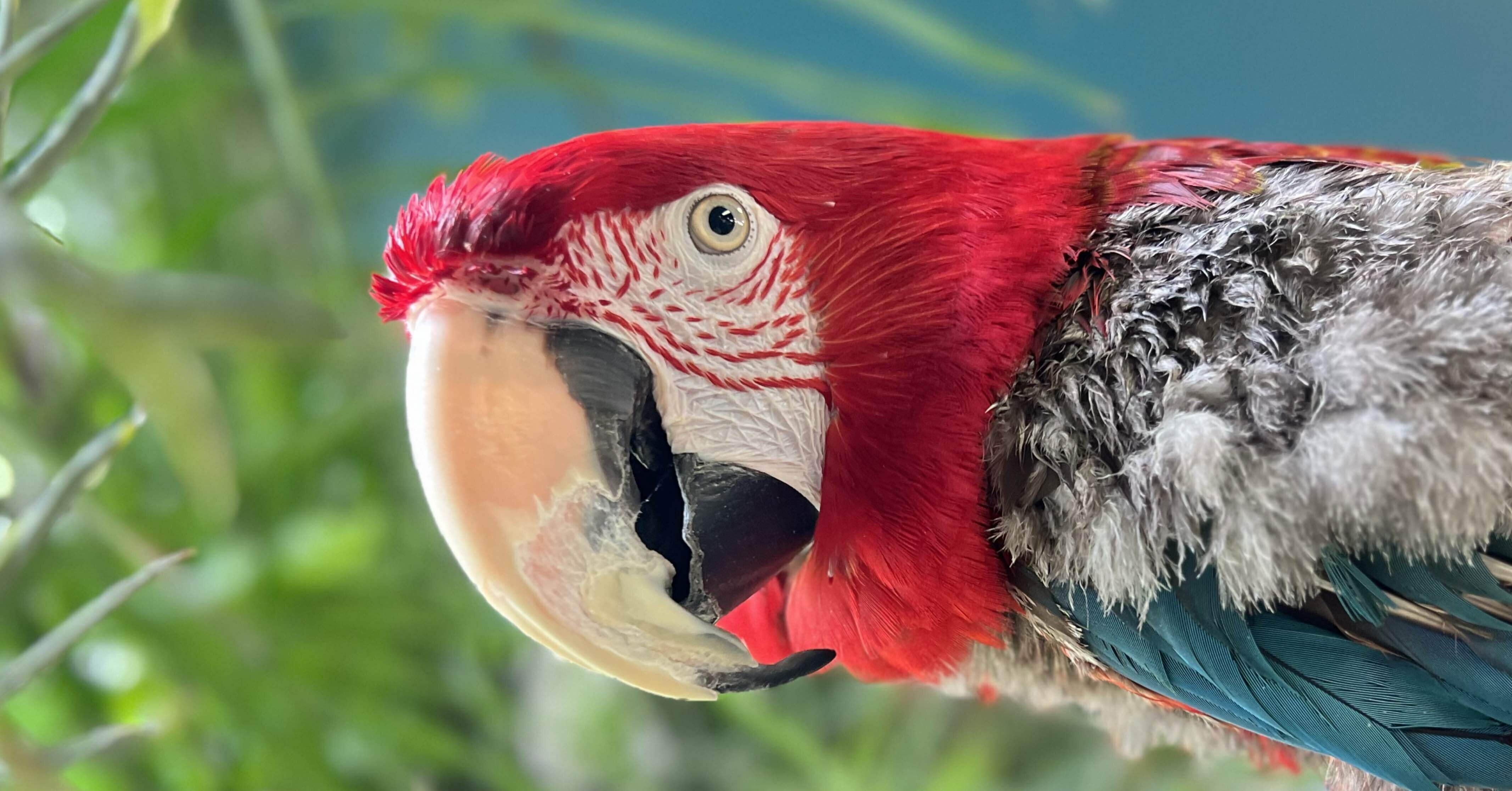 金剛インコ アカコンゴウインコ（赤金剛インコ）【かぎけんWEB】B