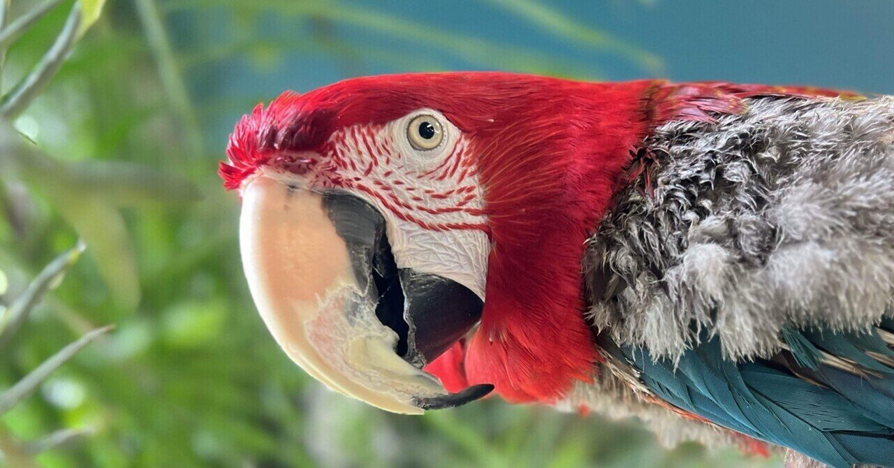 マイセン インコ プラーク トニトコ 東さ7-0304☆2F マイセン インコ