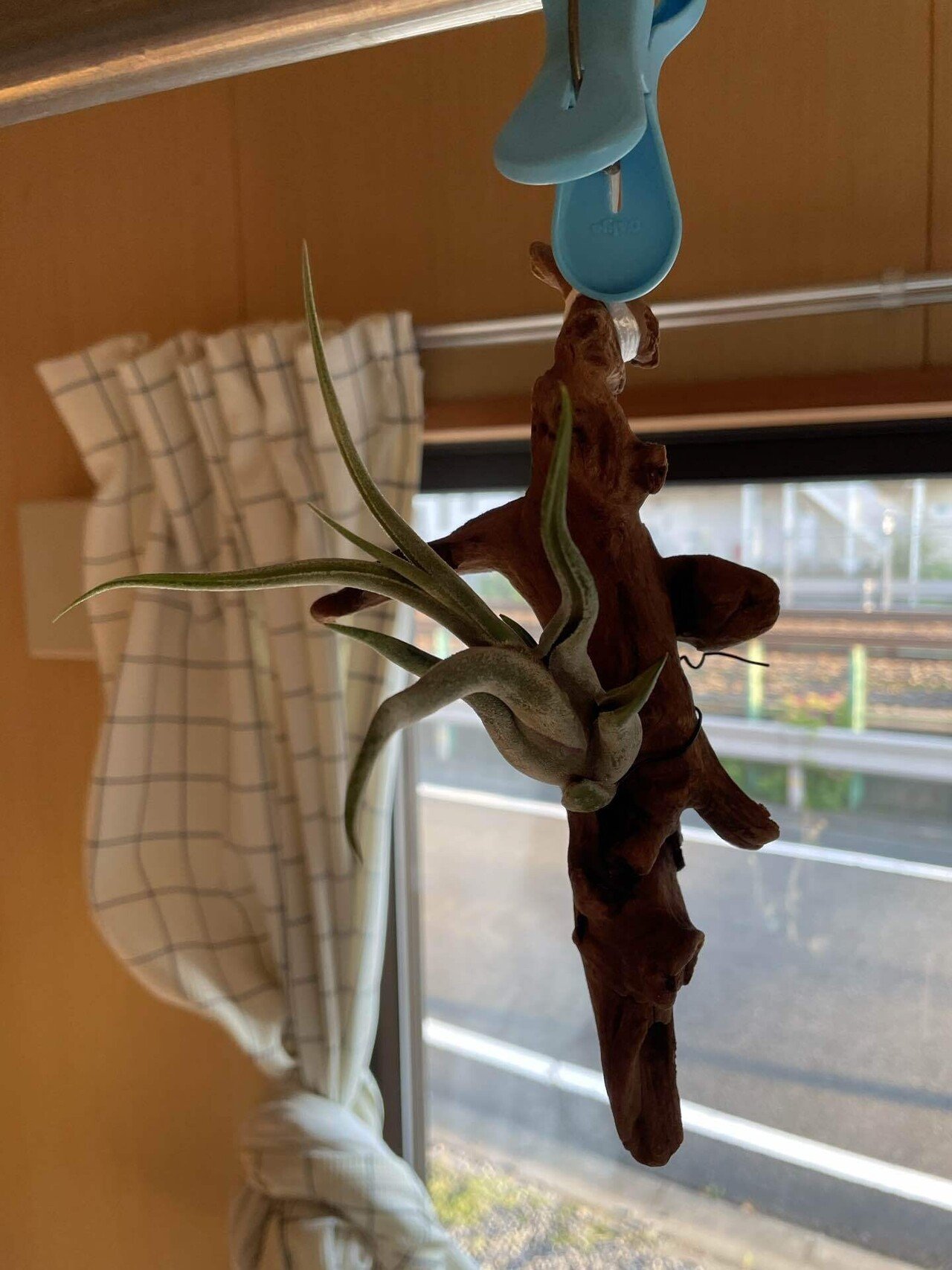 アストロフィツム カプトメデューサ 実生①｜みーさぼ🌵🐰