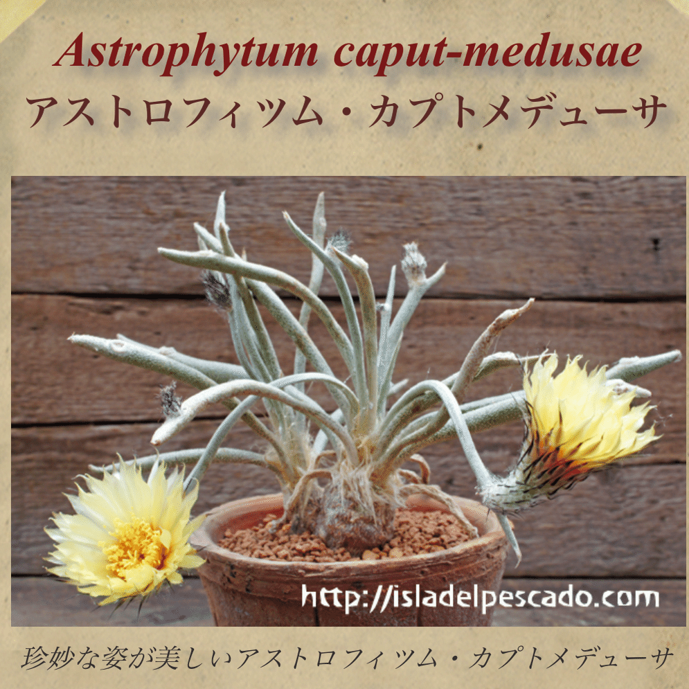 ☆☆カプトメデューサ＊アストロフィツム＊サボテン☆☆ アストロフィツム カプトメデューサ | GREEN LUCK