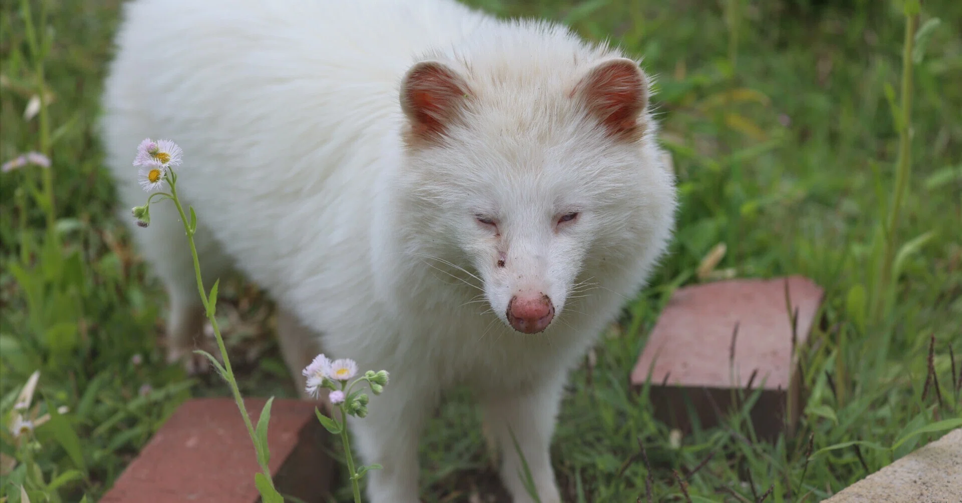 コラム】長野の小さな動物園にいた白いタヌキの話｜塩ら〜めん