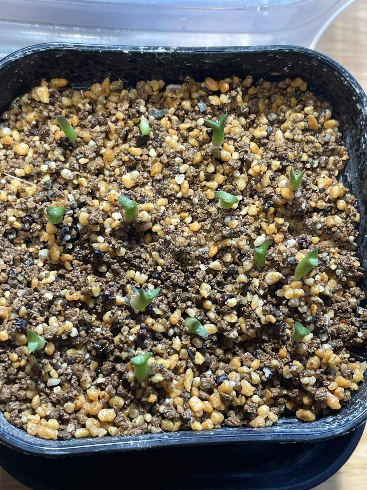 発芽確認済み）アストロフィツム カプトメデューサ VM928 種子100粒