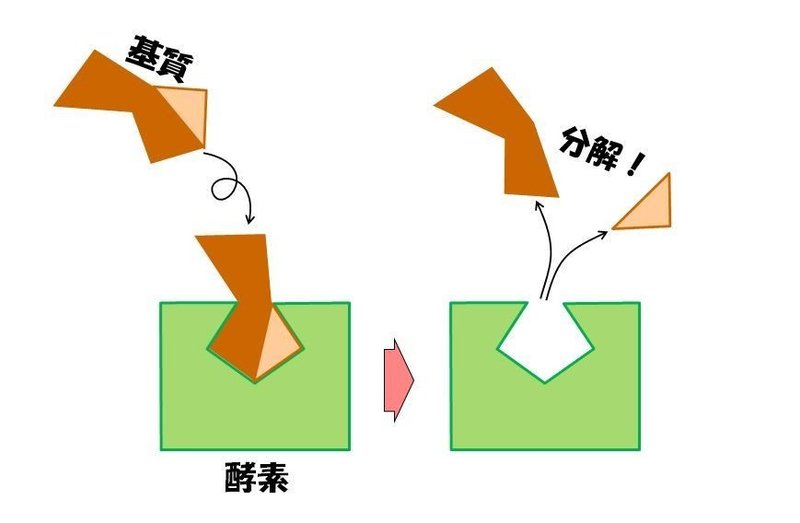 019_酵素基質分解