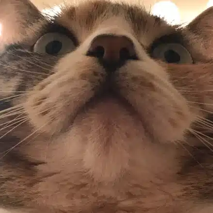 マキマキ