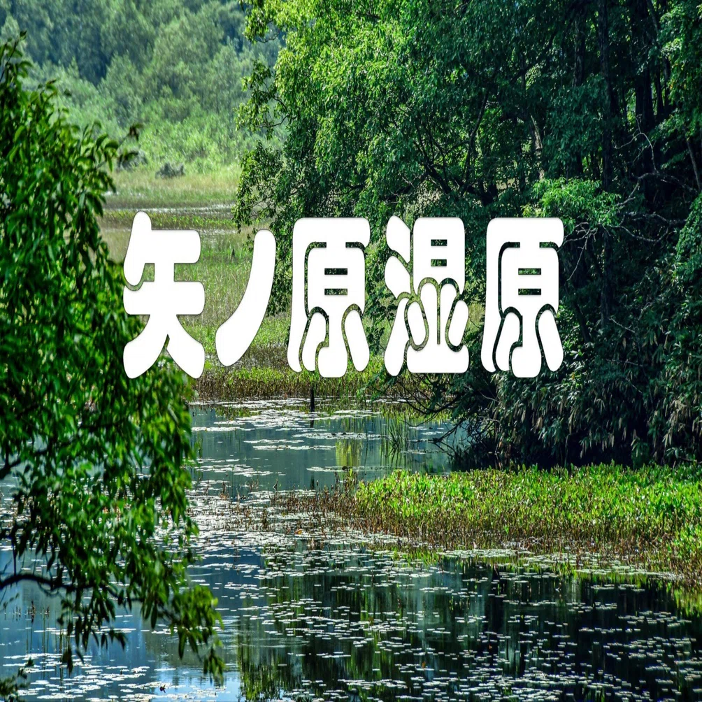 湖沼のある風景（矢ノ原湿原・夏）｜taka