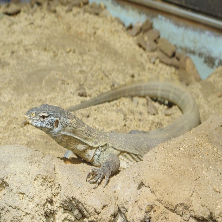 ぶらっと天王寺動物園 K 70 Osawa Mc 70 210mmf4 5 夢望庵 Mubou An Note