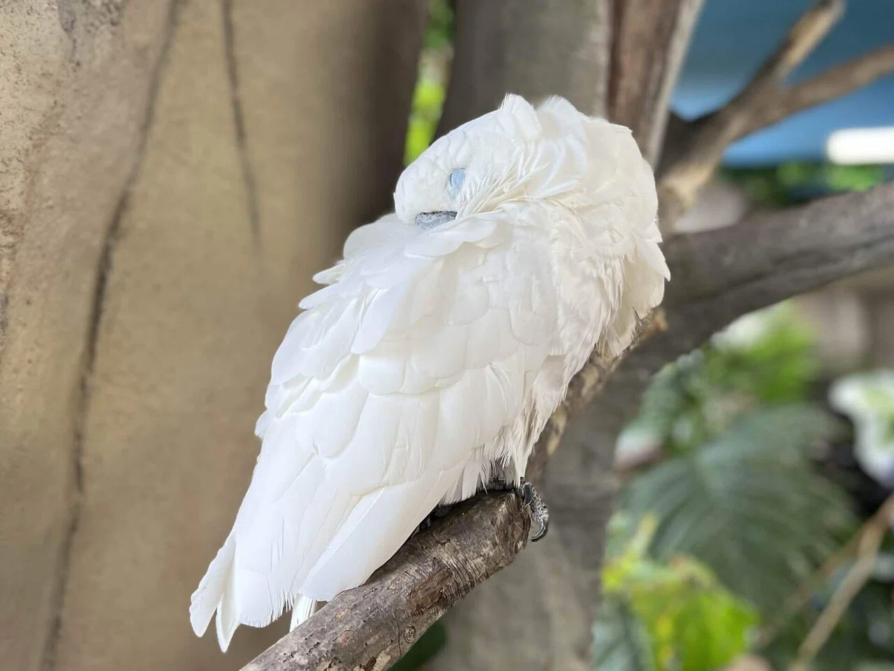 新入りインコをご紹介＆インコたちの1日｜那須どうぶつ王国公式note