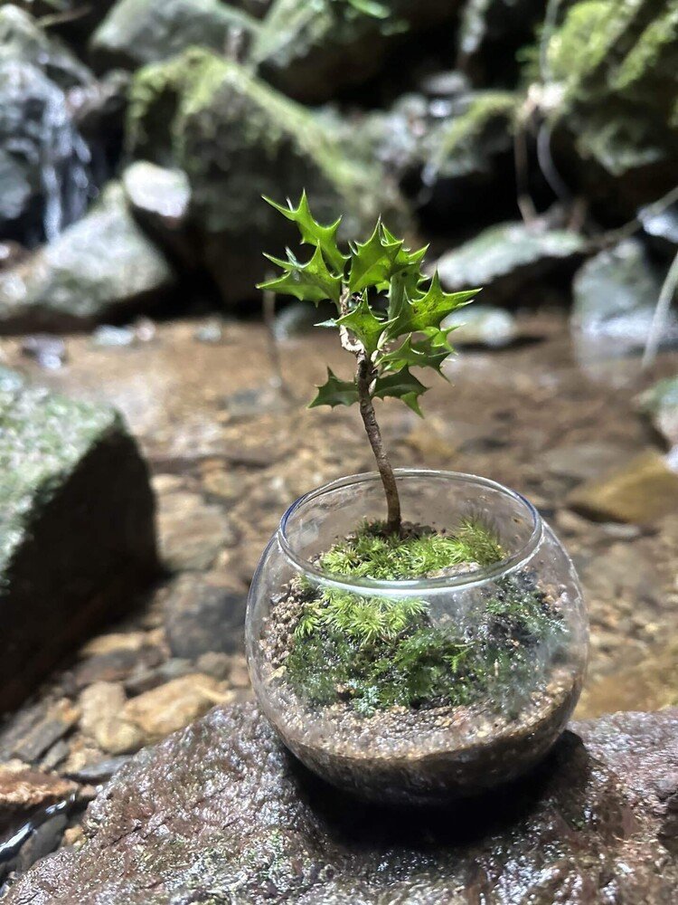 自然の中で苔テラリウムを作り、作成しました　石、飾り砂、苔、柊も山にあったものです　滝の前で涼しむ一コマです