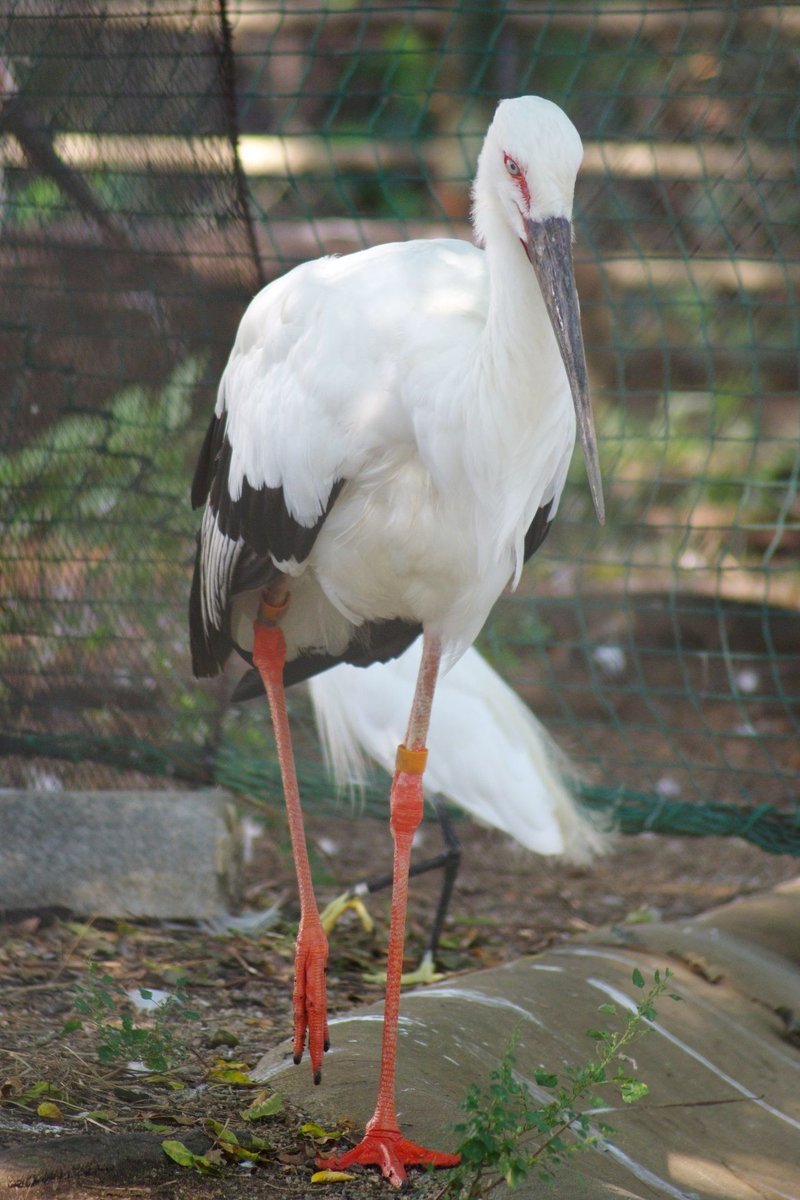 IMGP4013 - ニホンコウノトリ