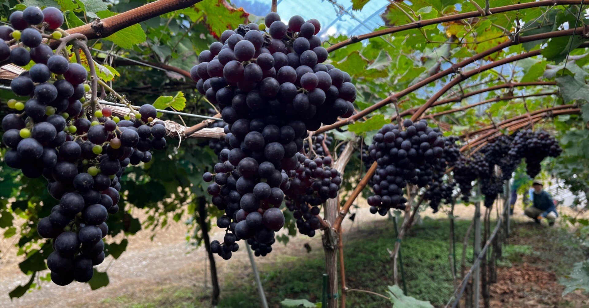 推し活やってみた】ヴィノーブル・ヴィンヤードのぶどう収穫