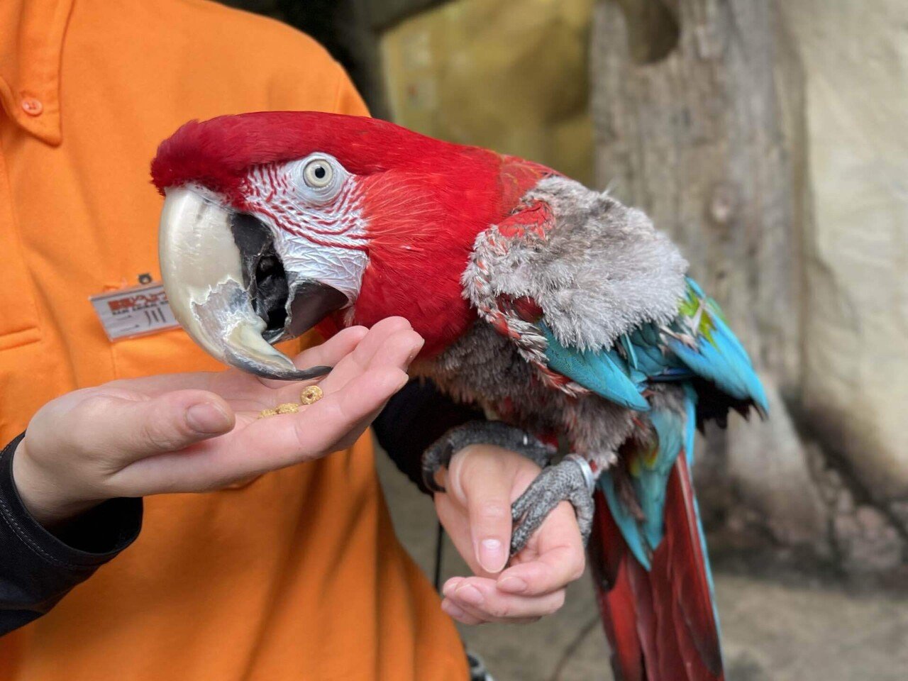 新入りインコをご紹介＆インコたちの1日｜那須どうぶつ王国公式note