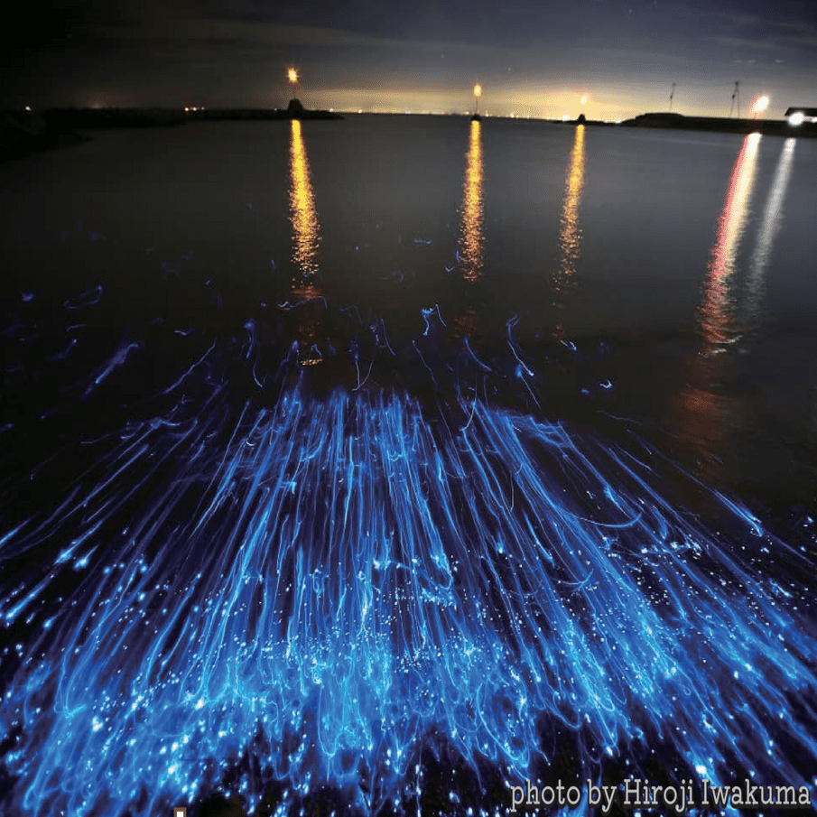 海ホタルをもっと研究しよう！｜淡路島ネイチャーガイド&リトリート