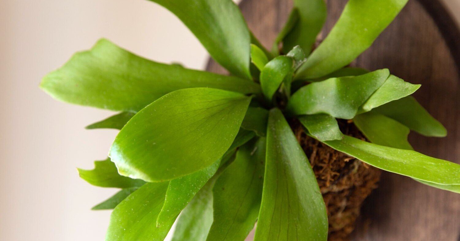 DK-6 オススメ ビカクシダ 子株 株分け 観葉植物(DK-6 オススメ DK-6 オススメ ビカクシダ 子株 株分け 観葉植物(DK-6 オススメ