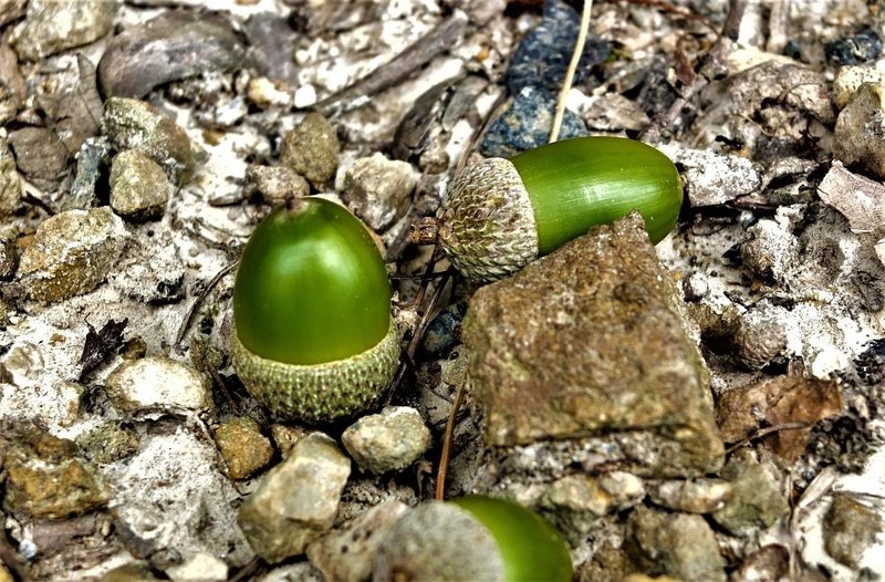 どんぐりを食べる動物の気持ちがわかります Okazin86 Note