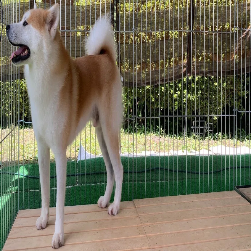 旅の記録#13 秋田が推す犬、秋田犬｜くぼけん｜しごとと暮らしのコーチング