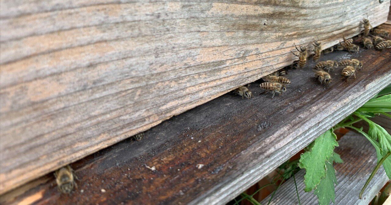 ミツバチ の個体変化とポールシフト｜shishi_72