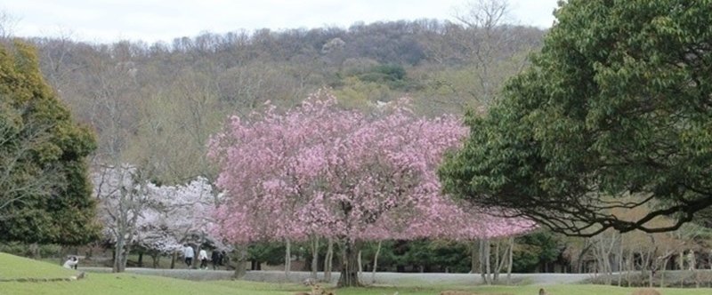 おかっぱ桜