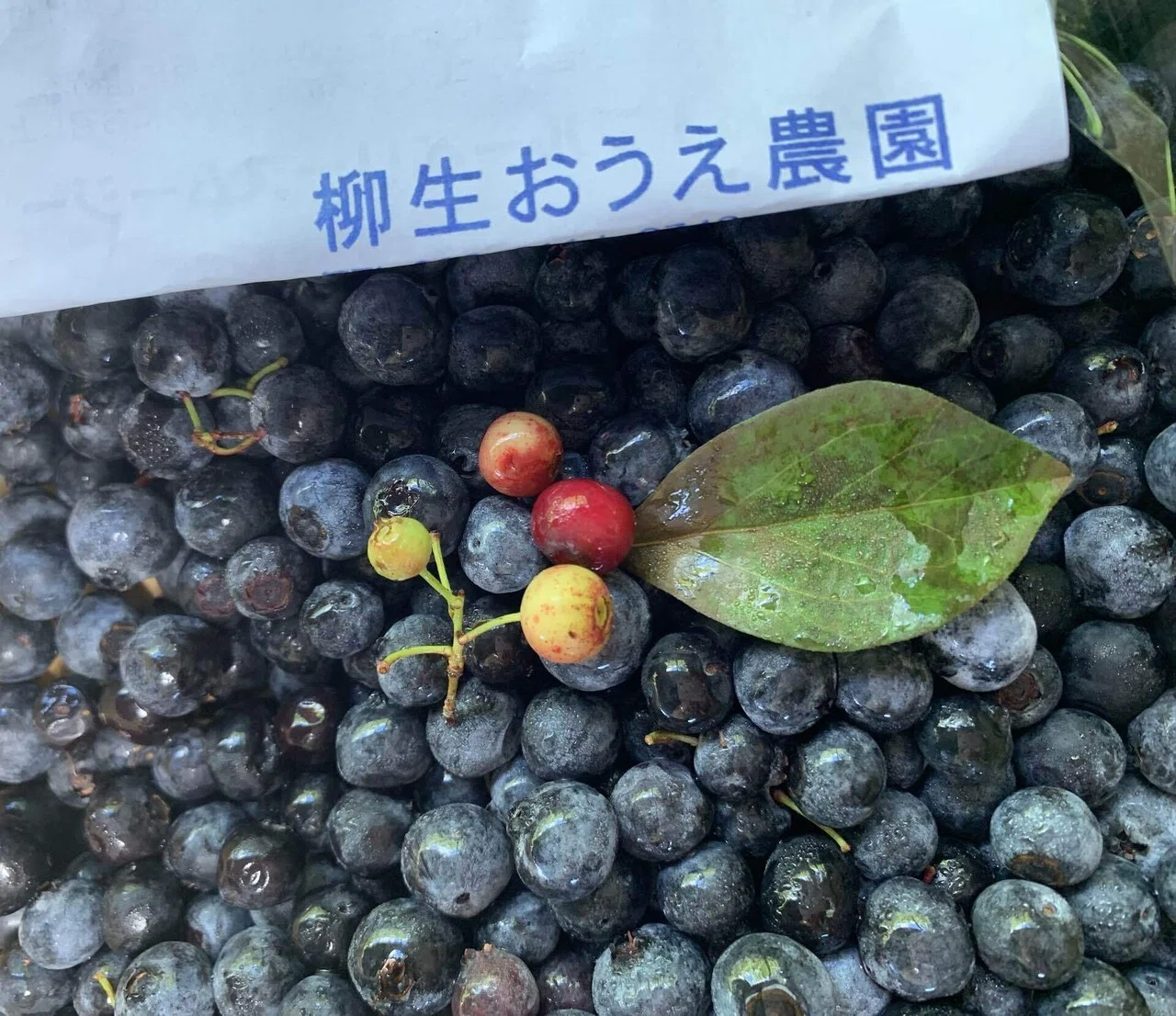無農薬無肥料自然栽培25年！ダンディ農園こと［柳生おうえ農園］尾上
