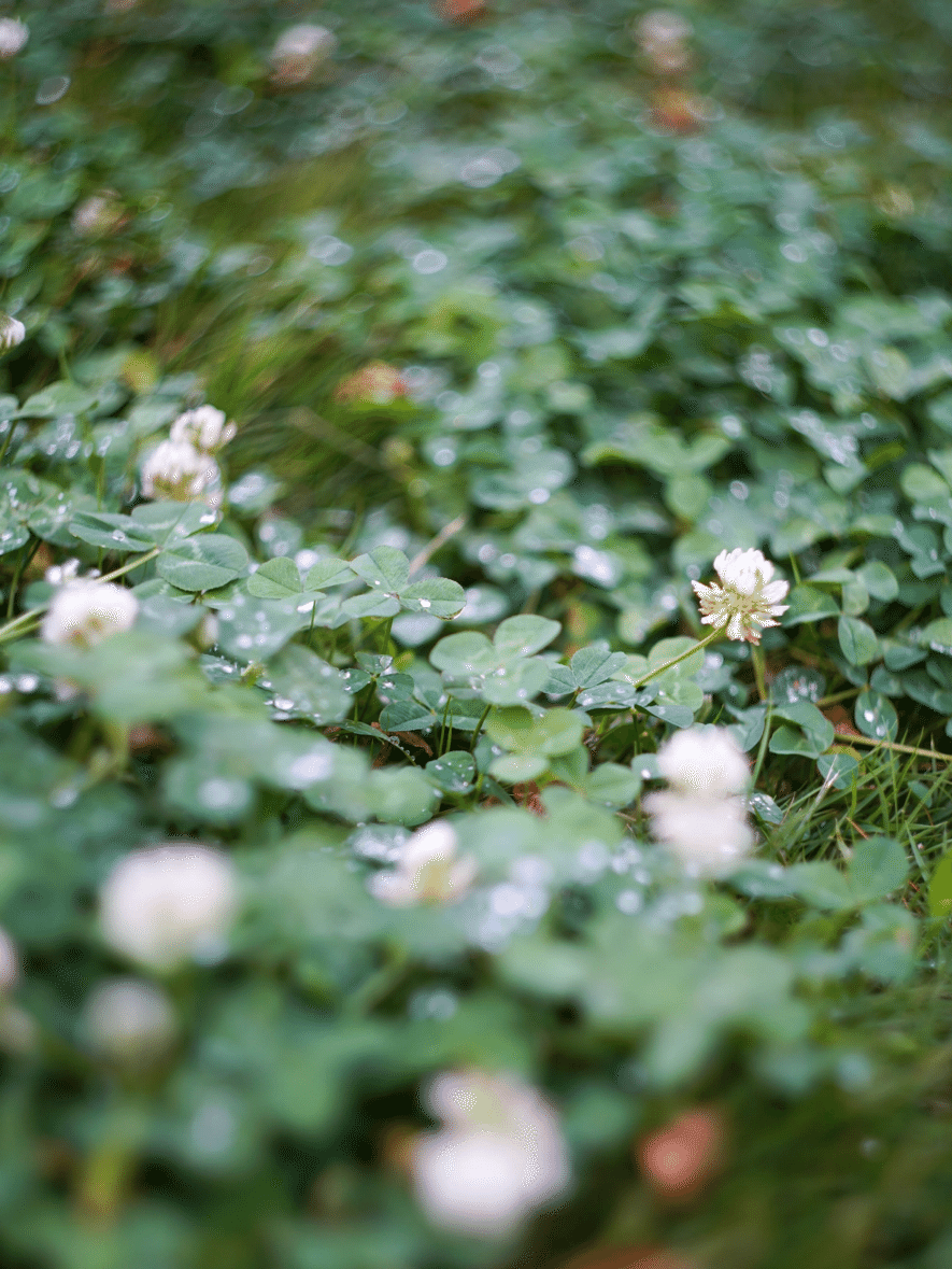機材レビュー] HELIOS 44M-4 58mm F2.0｜GEAR CHANGE