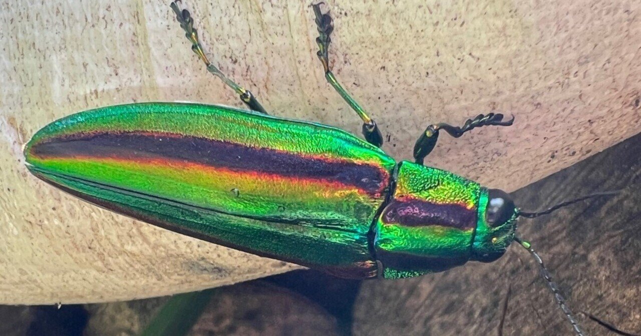 タマムシ｜Ohtematic