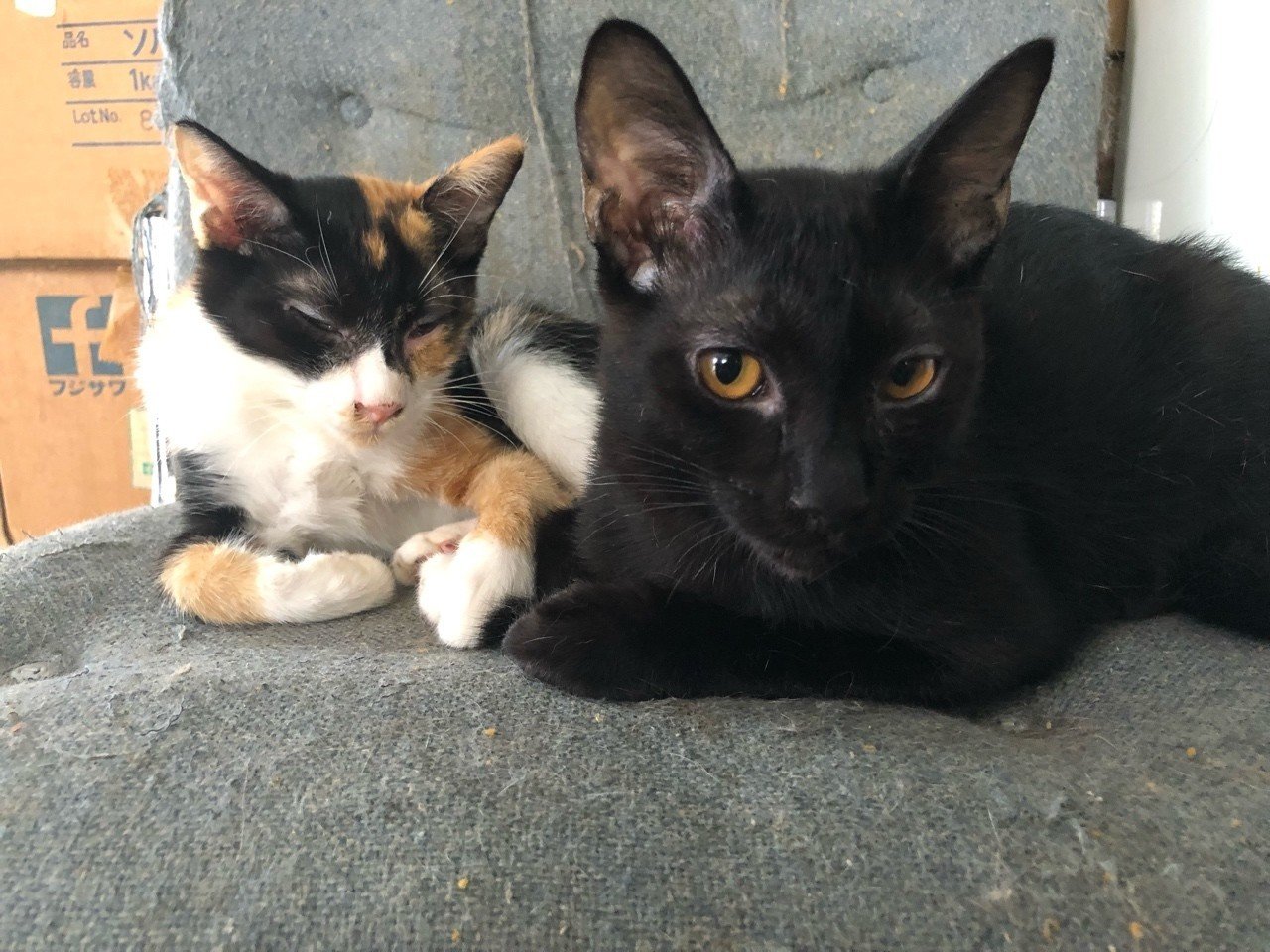 猫の里親募集中です 奈良県です ゆかりーぬ Note 猫の里親募集中です 奈良県です ゆかりーぬ Note