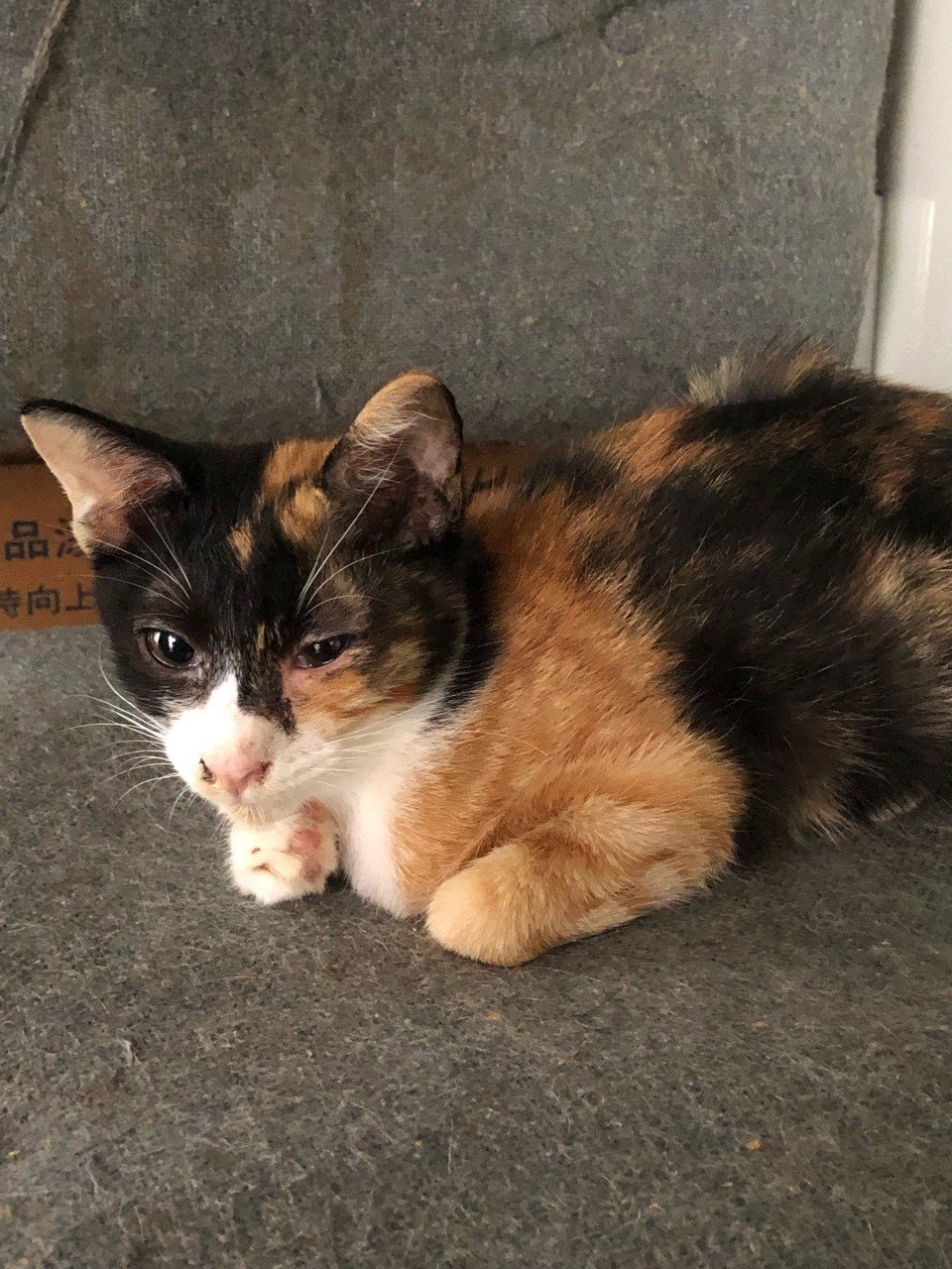 猫の里親募集中です 奈良県です ゆかりーぬ Note 猫の里親募集中です 奈良県です ゆかりーぬ Note