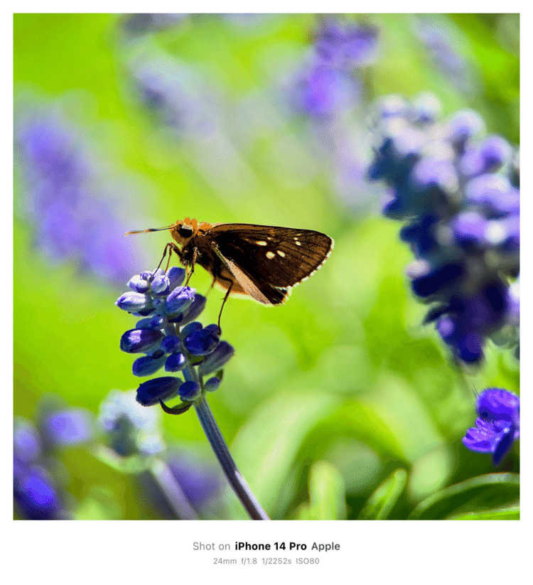 #そのへんの3cm vol.2836 iPhoneでマクロ連載#コチャバネセセリ かなお花畑にて。#チョウ目セセリチョウ科 