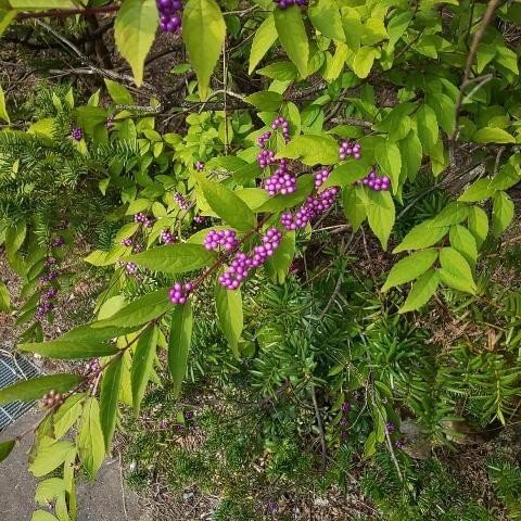 今日は散歩道で小紫 コムラサキ を見つけました 小紫の花言葉は 知性 聡明 気品 小紫は紫式部 ムラサキシキブ と同種で扱われることがあるそう ちなみに紫式部の花言葉は 聡明 上品 愛され上手 実際 Emiko Note