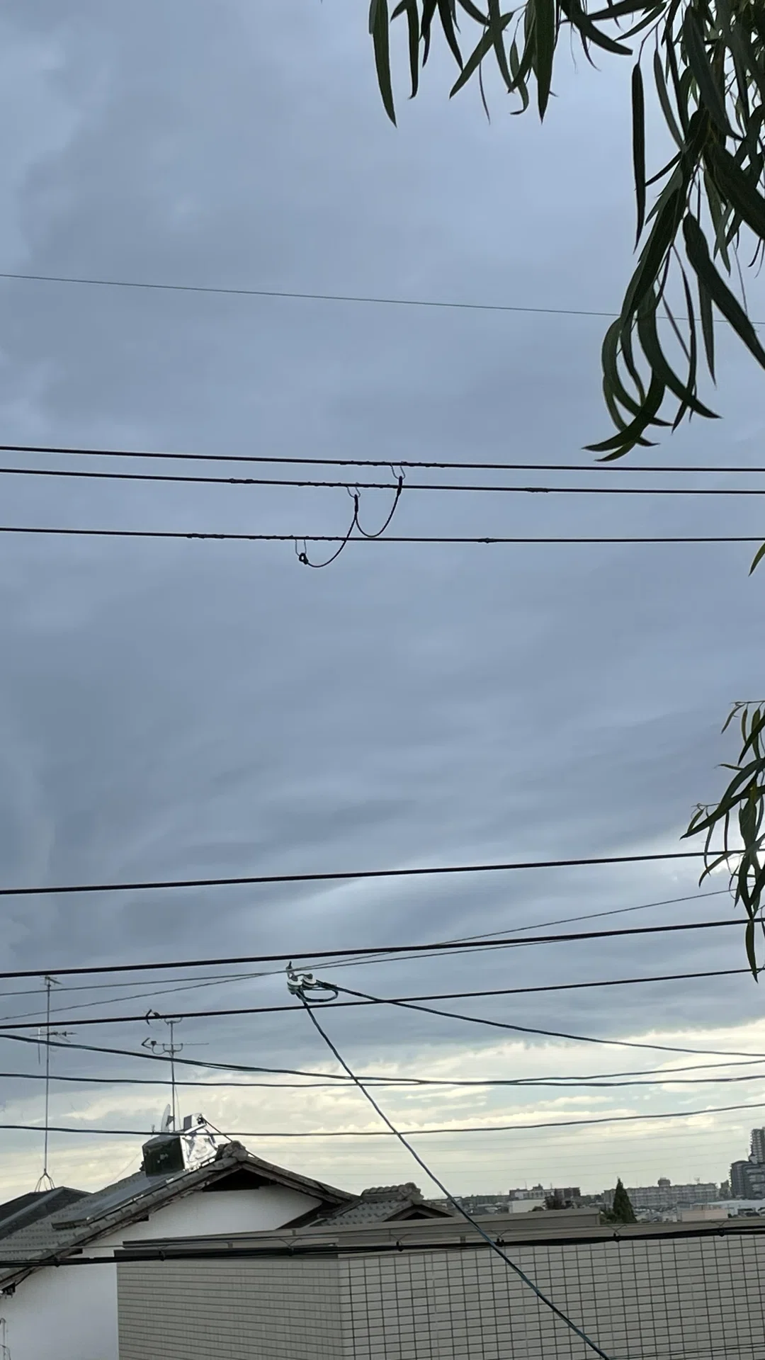 雨、降る?|もも