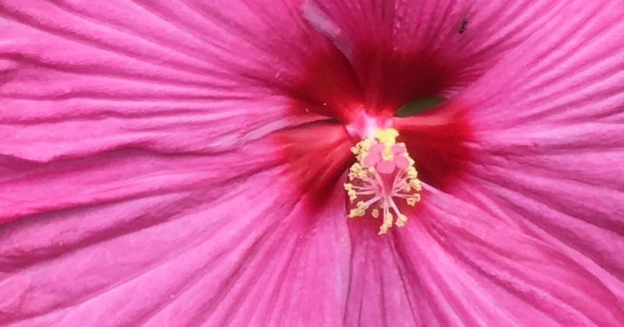 花芯